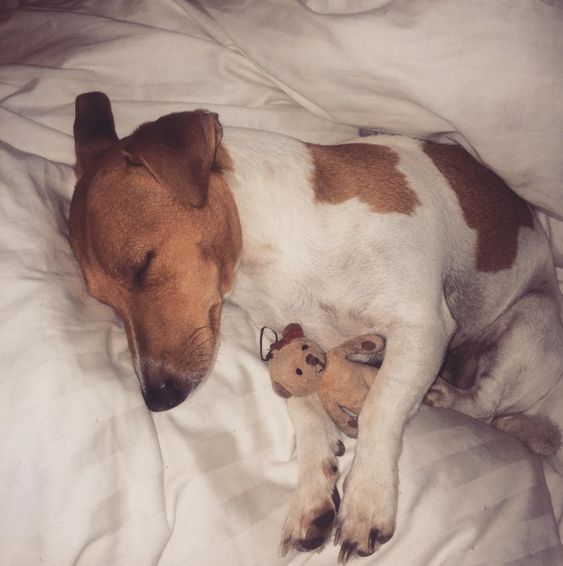Jack Russell dog sleeping soundly in the bed with its small teddy bear
