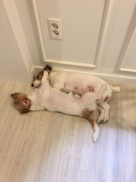 two Jack Russell dogs sleeping with each other on the floor beside the wall