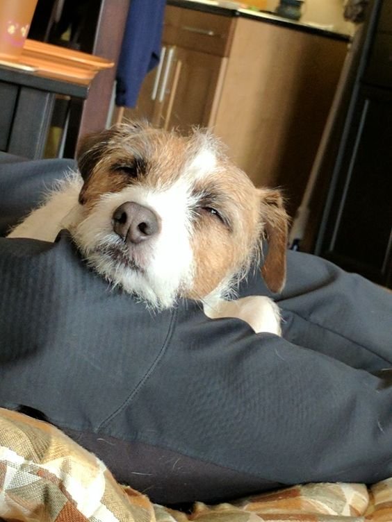 Jack Russell dog sleepy face on the couch