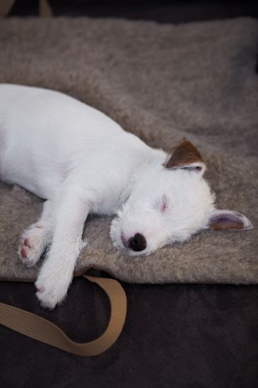 Jack Russell puppy sleeping on its side in the bed