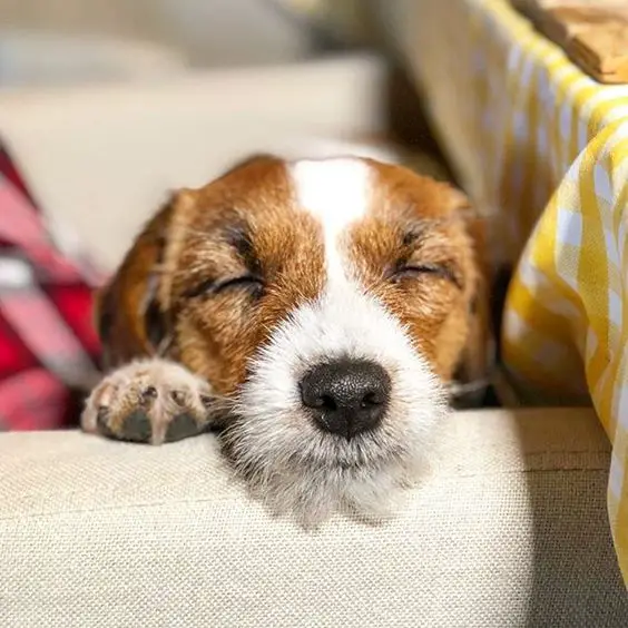 Jack Russell sleeping in the couch under the sun