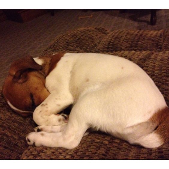 Jack Russell dog curled up sleeping and covering its face