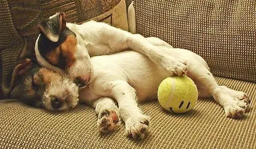 Jack Russell dogs sleeping on the couch with their ball