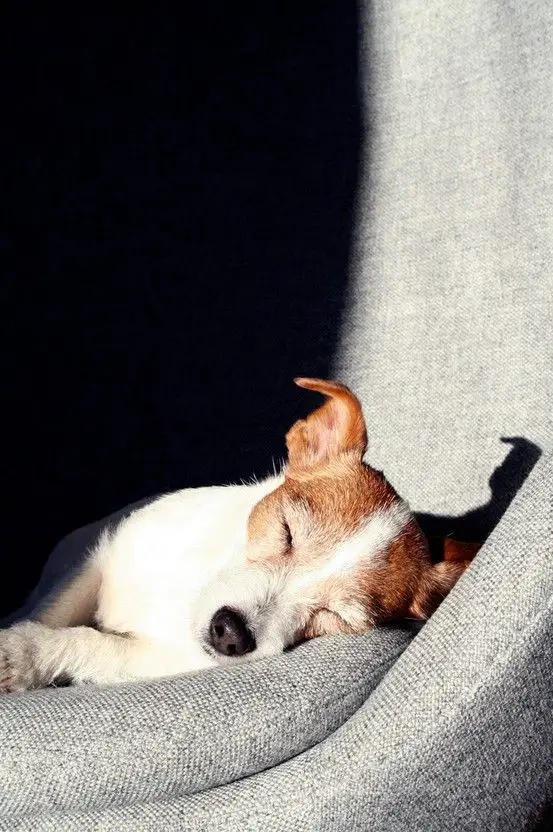 Jack Russell sleeping on its side in the couch with a sunlight on its face