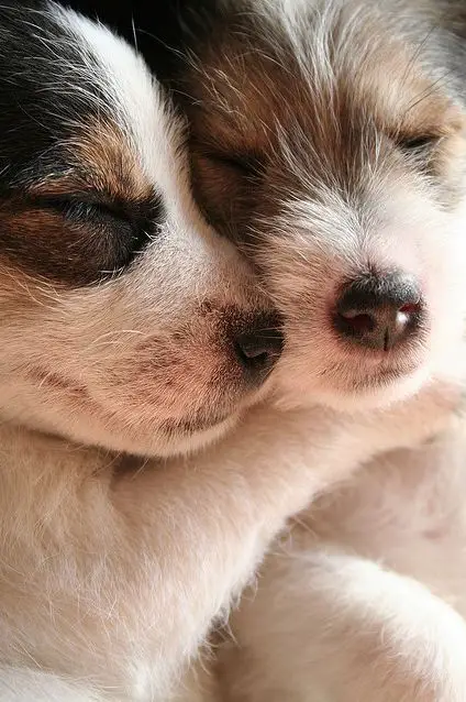 two Jack Russell puppies sleeping closely with each other
