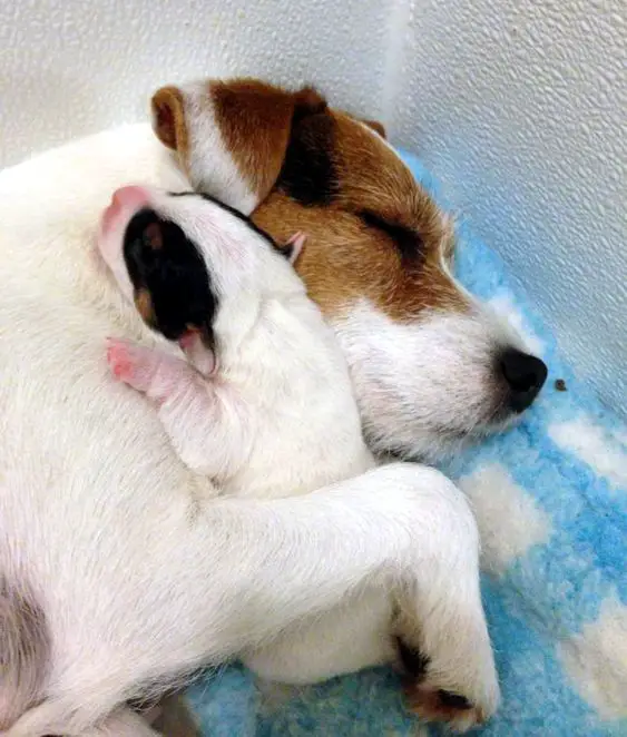 Jack Russell dog and puppy sleeping while hugging each other so sweetly