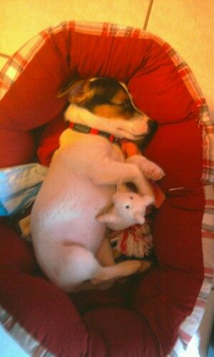 Jack Russell puppy sleeping soundly in its bed with stuffed toy in its belly