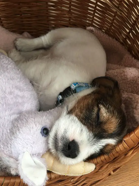 Jack Russell puppy sleeping on its rattan bed beside its rabbit toy