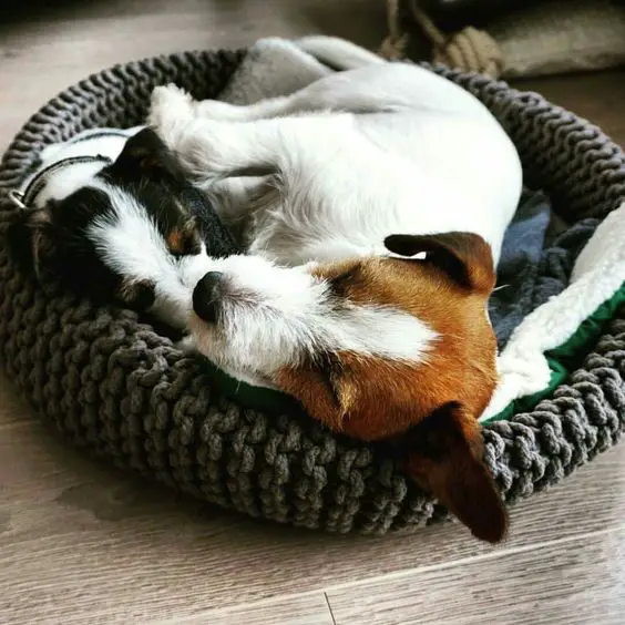 Jack Russell dog and puppy sleeping beside each other in their bed
