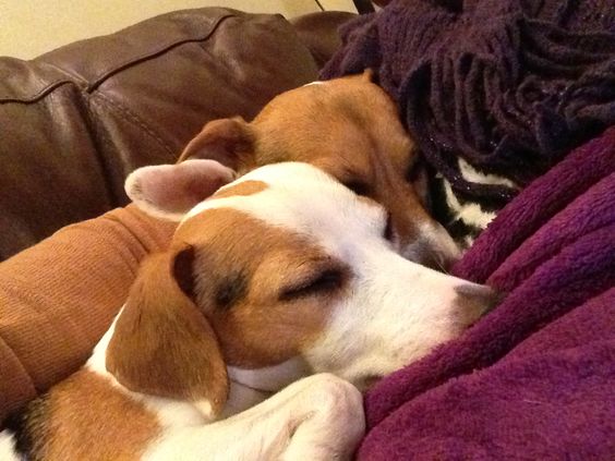 two Jack Russell sleeping beside each other in the couch