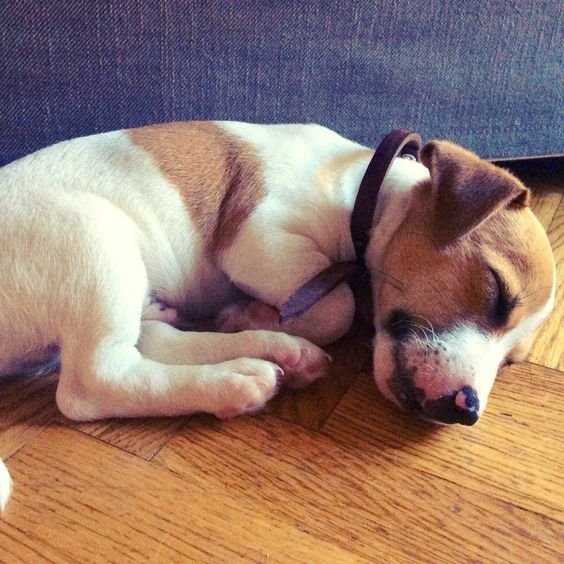 Jack Russell dog curled up sleeping on the floor