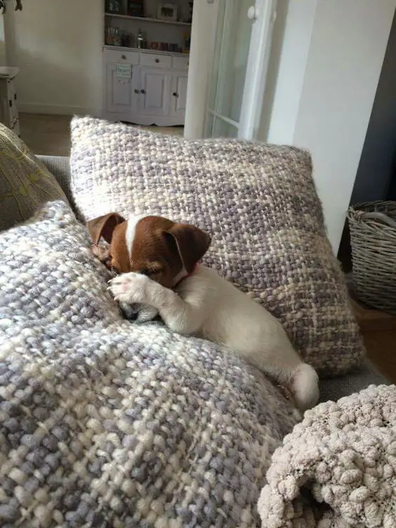 Jack Russell puppy sleeping on the pillows in the couch while covering its face