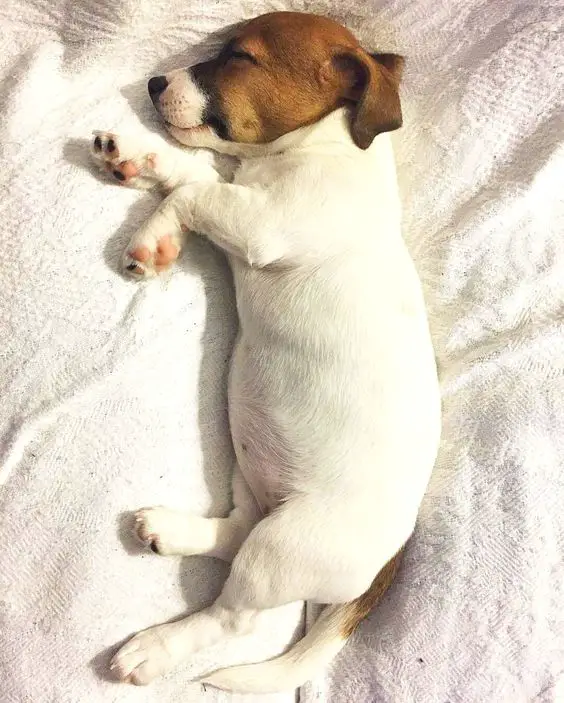Jack Russell dog sleeping on its side in the bed
