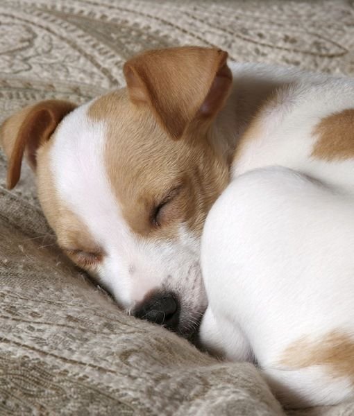 Jack Russell dog sleeping in snow ball position in the bed