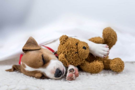 Jack Russell puppy sleeping with its teddy bear toy