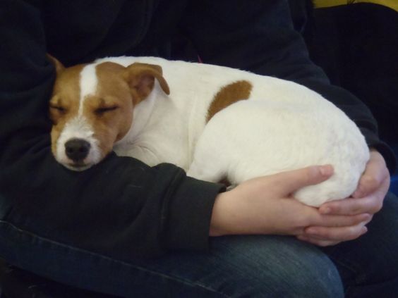 Jack Russell sleeping soundly on its owners lap