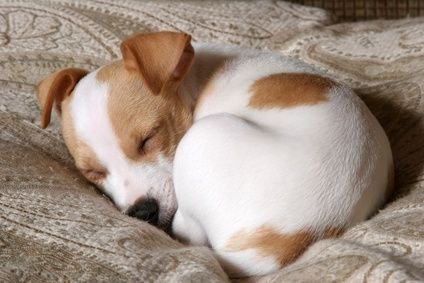 Jack Russell puppy sleeping in snowball postion