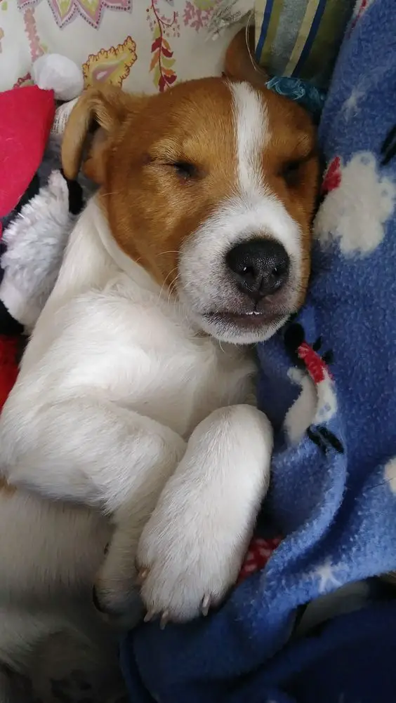 Jack Russell puppy sleeping soundly in its bed