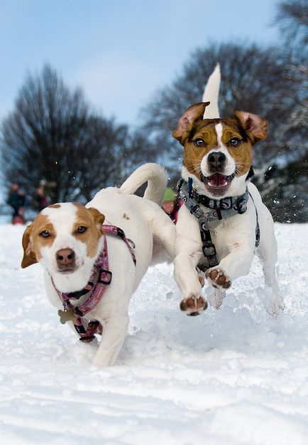 two Jack Russell Terriers running in the snow at the park
