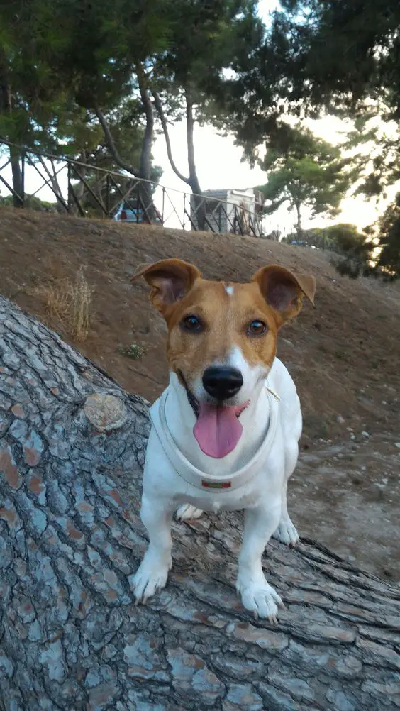 Jack Russell Terrier at the park standing on top of a lying tree trunk