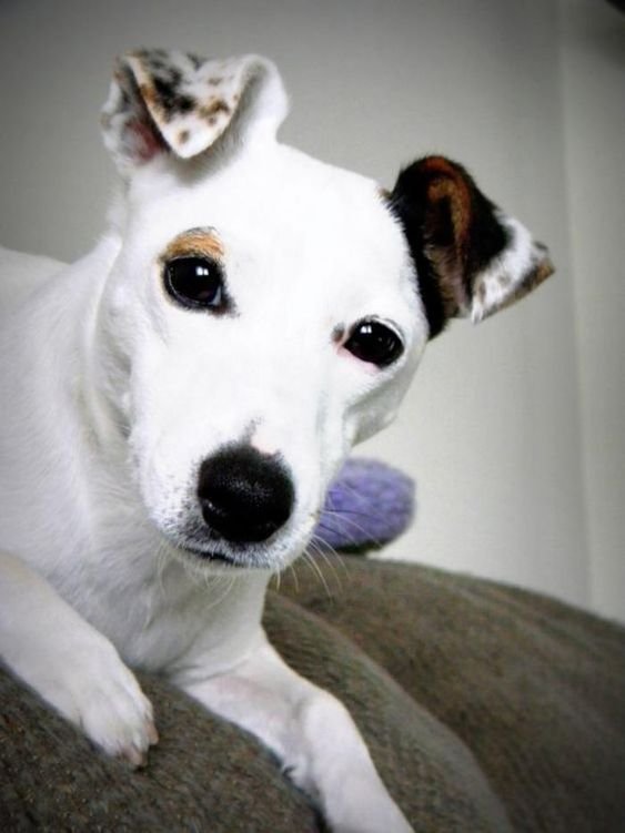 Jack Russell Terrier lying on the couch