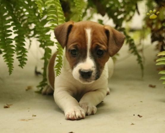 Jack Russell Terrier puppy lying down on the ground with leaves hanging above him