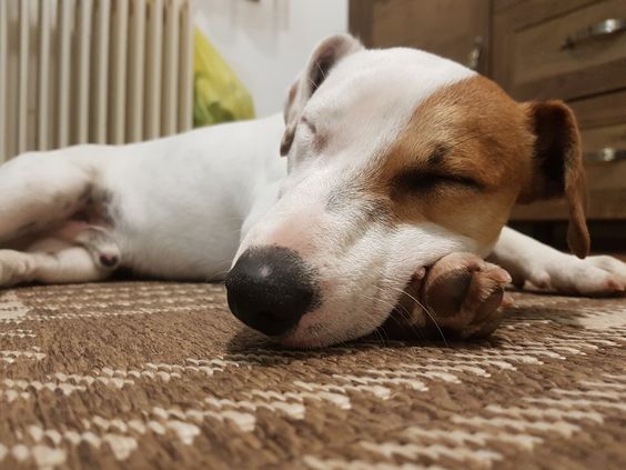 Jack Russell Terrier sleeping soundly on the floor