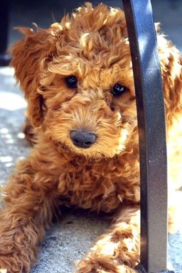 brown Labradoodle with curly short hair