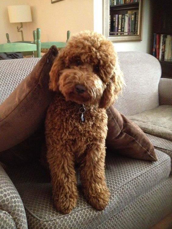 gold Labradoodle sitting on the couch