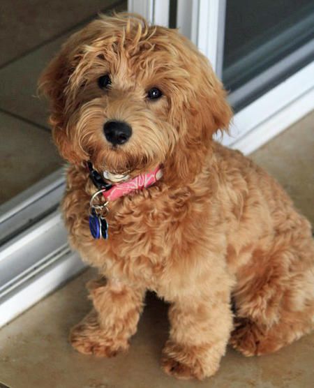 gold Labradoodle puppy sitting on the floor outdoors