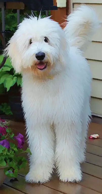 white Labradoodle with straight medium length hair