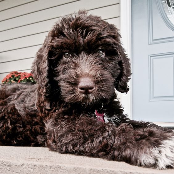 black curly haired Labradoodle lying on the floor outdoors