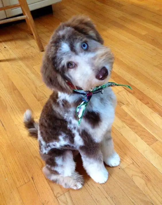 brown and white patterned Labradoodle puppy sitting on the floor