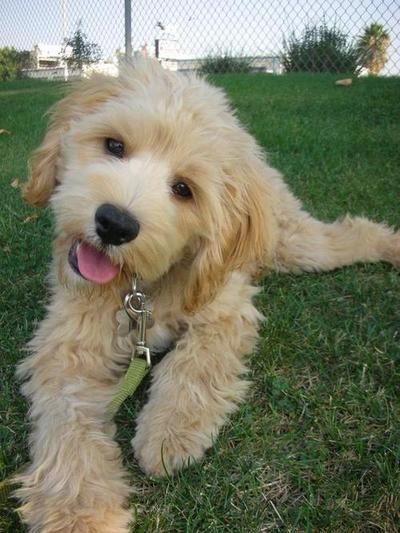 cream Labradoodle puppy lying on the green grass