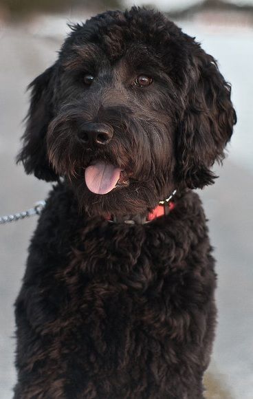black Labradoodle with curly hair and its tongue sticking