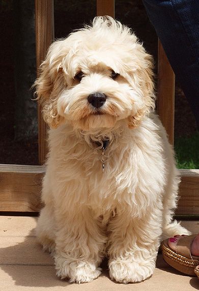 white Labradoodle with curly hair sitting on the wooden floor