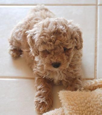 cream Labradoodle puppy with short curly hair while lying on the floor