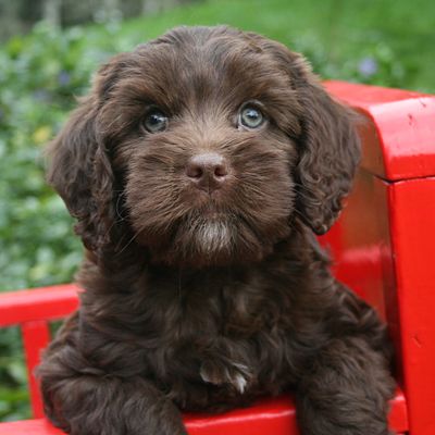 chocolate brown Labradoodle puppy