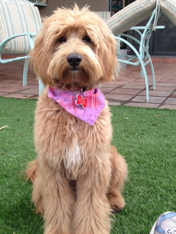 apricot colored Labradoodle sitting on the green grass in the garden