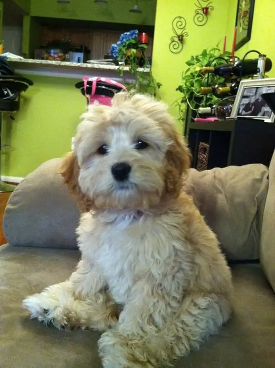 gold colored Labradoodle puppy sitting on the couch