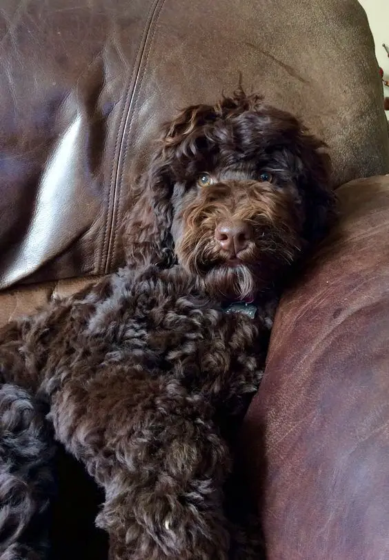 dark brown colored Labradoodle lying on the couch