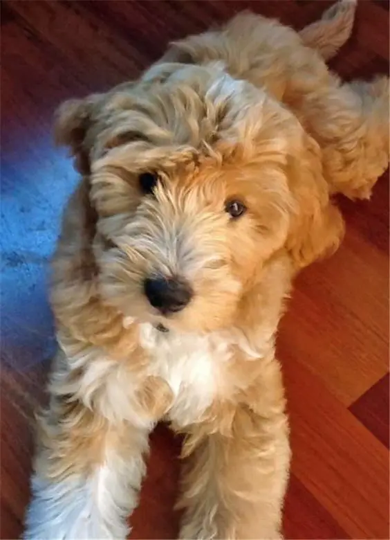 gold and white labradoodle lying on the floor