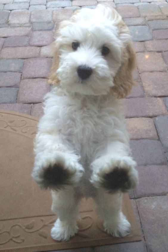 white Labradoodle puppy