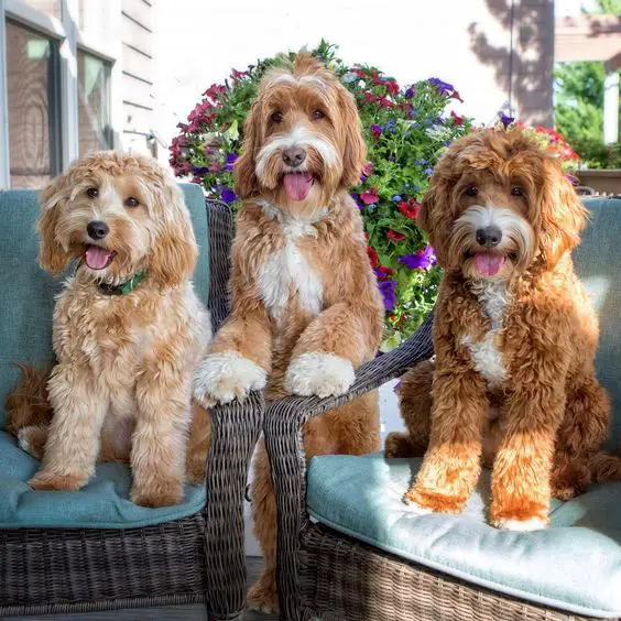 three cute labradoodles sitting on the chair