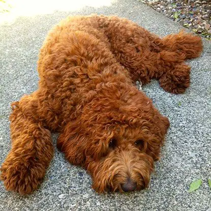 red curly haired Labradoodle lying on the ground