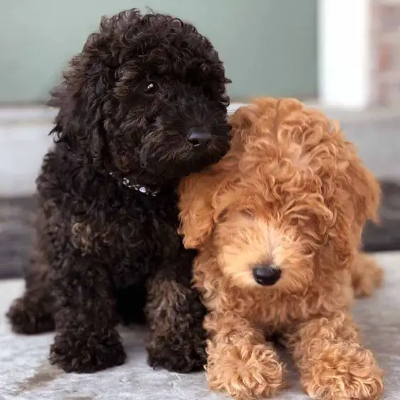 black and gold Labradoodle puppy with curly short hair