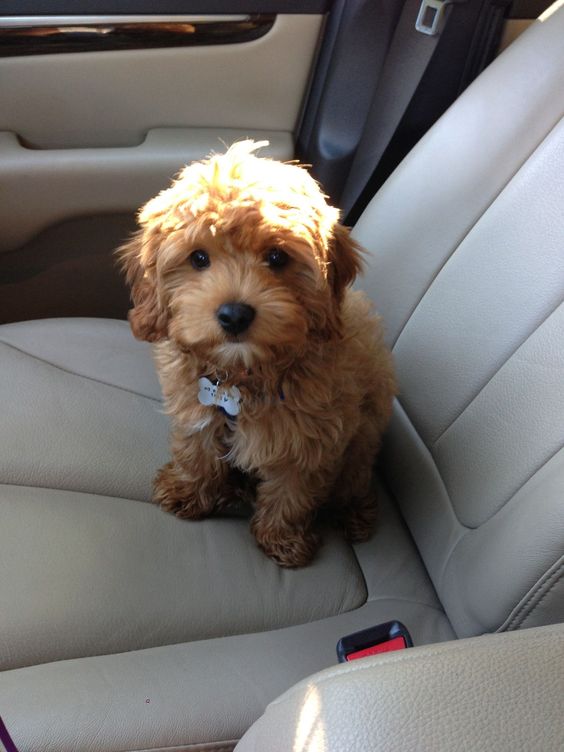 gold labradoodle puppy sitting on the passenger seat