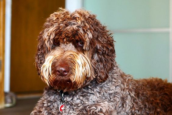 brown curly haired Labradoodle lying on the floor