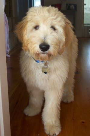 cream Labradoodle indoors