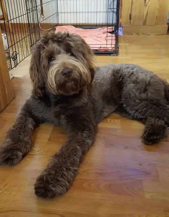 brown Labradoodle lying on the floor